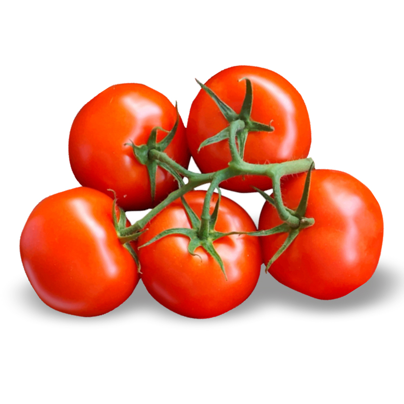 Domates Salkım